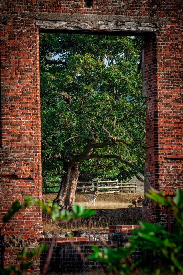 Bradgate Park, near Leicester