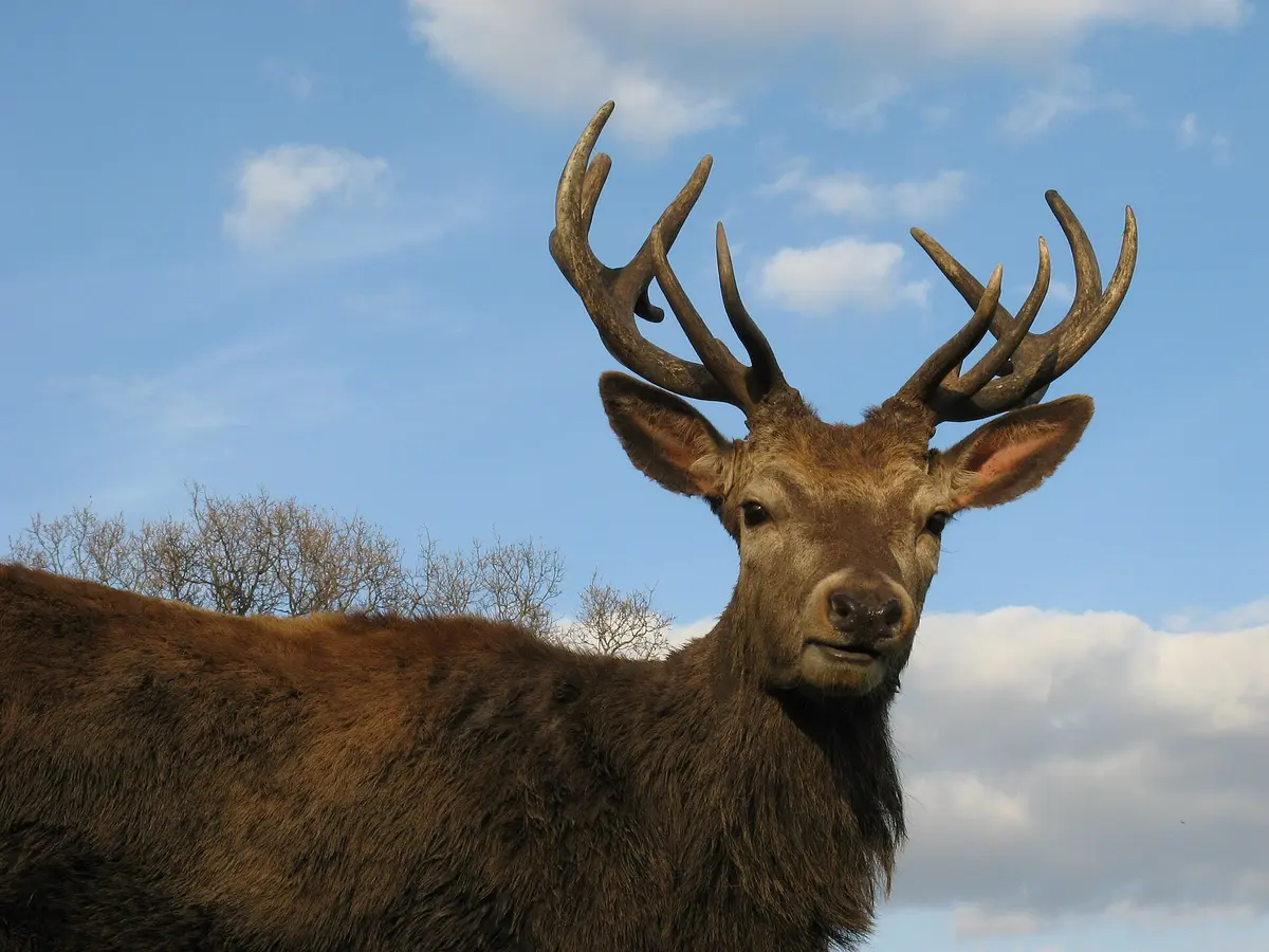 A red deer stag in Wollaton Park