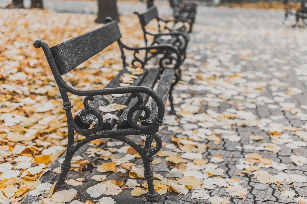 Iron park benches among fallen leaves